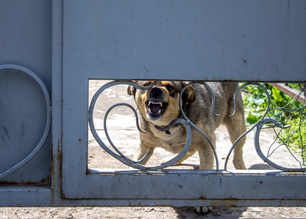 Angry dog snarling on the other side of a gate