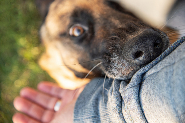 dog bites the arm of a man's sweater