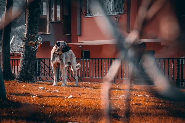 Dog in Yard